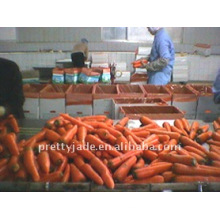 preminum carrot for export